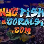 NYC Fish n Coral